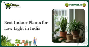 Best Indoor Plants for Low Light in India: Care & Varieties