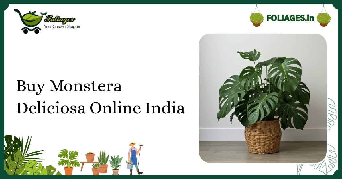 Buy Monstera Deliciosa Online India: Care & Varieties Guide