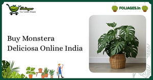 Buy Monstera Deliciosa Online India: Care & Varieties Guide