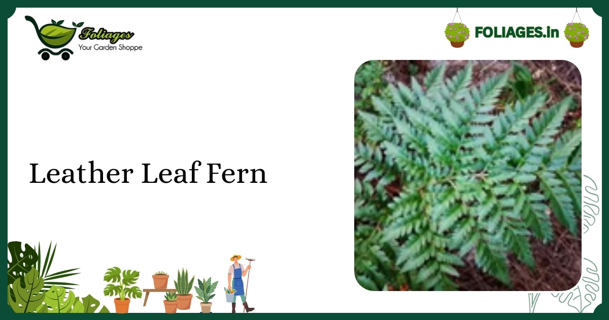 Leather Leaf Fern Care India: Compact Jiffy-Sized Dark Green Fern