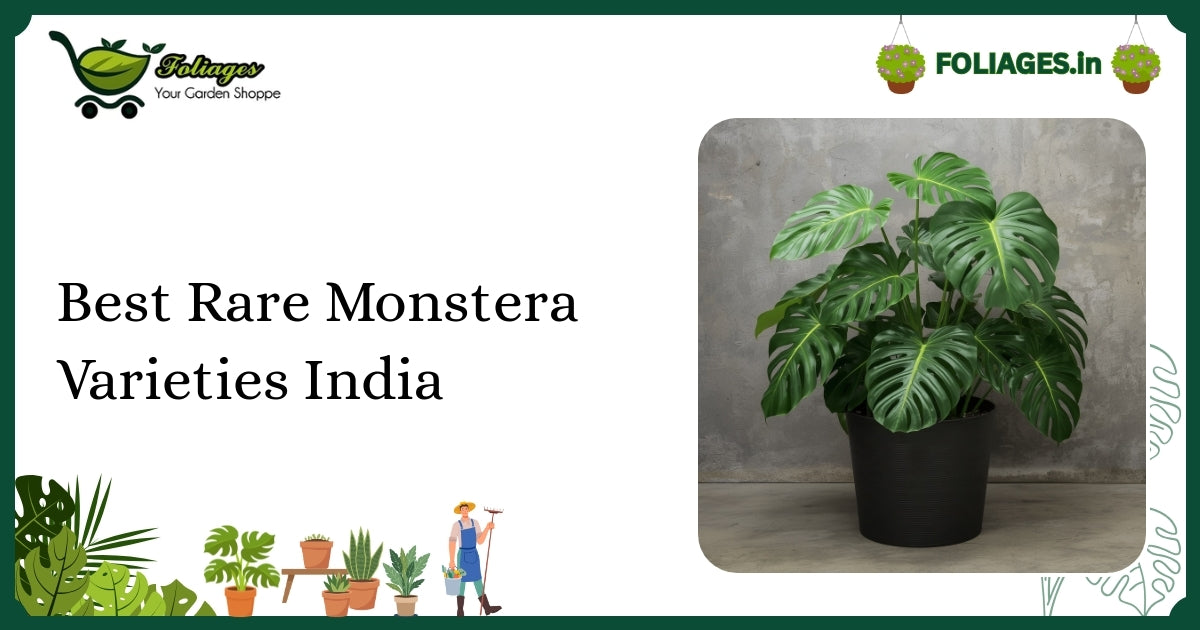 Best Rare Monstera Varieties India: Care and Collector’s Guide