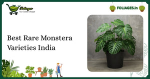 Best Rare Monstera Varieties India: Care and Collector’s Guide