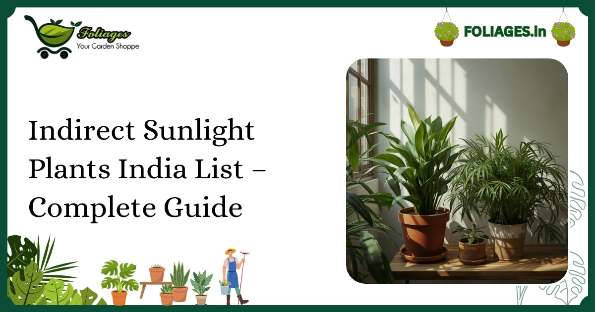 Indirect Sunlight Plants India List – Complete Guide