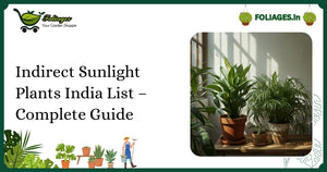 Indirect Sunlight Plants India List – Complete Guide