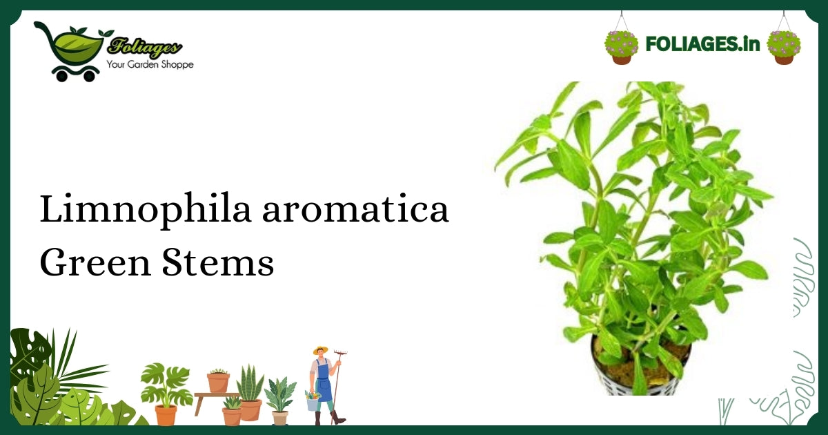 Limnophila aromatica Green Stems: Vibrant Aquarium Plant Care in India