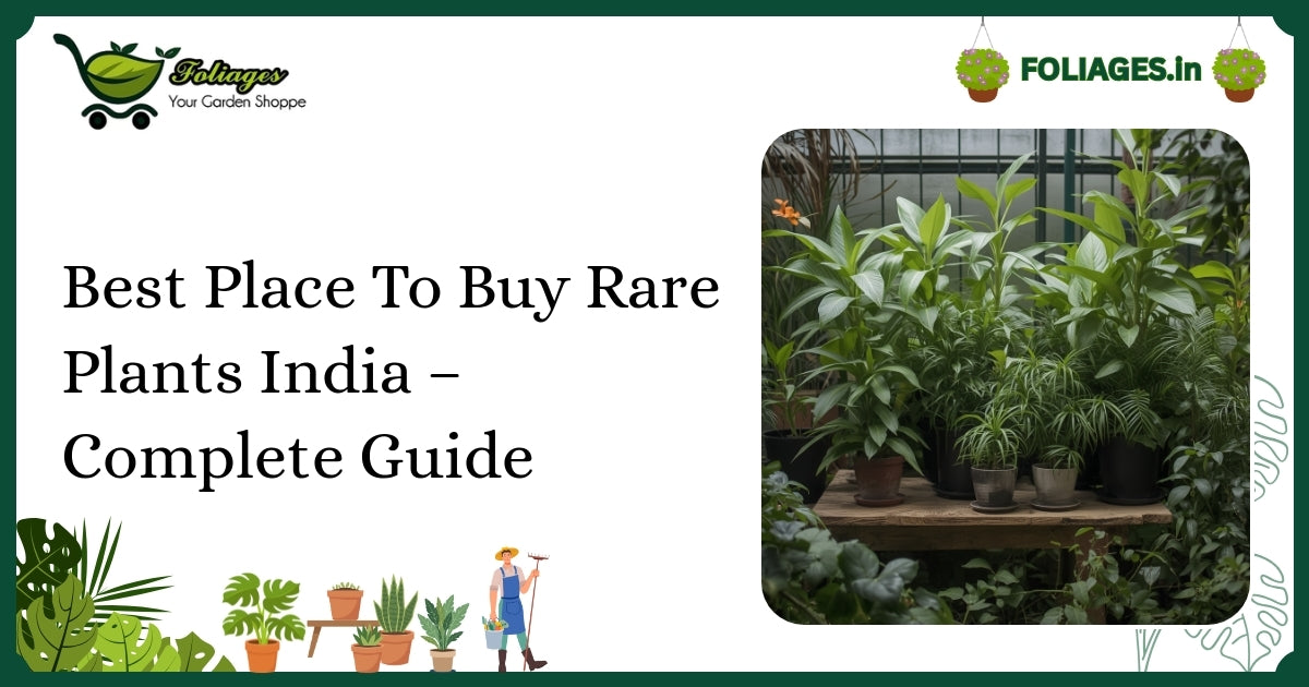 Best Place To Buy Rare Plants India – Complete Guide