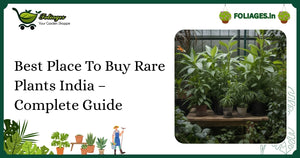 Best Place To Buy Rare Plants India – Complete Guide
