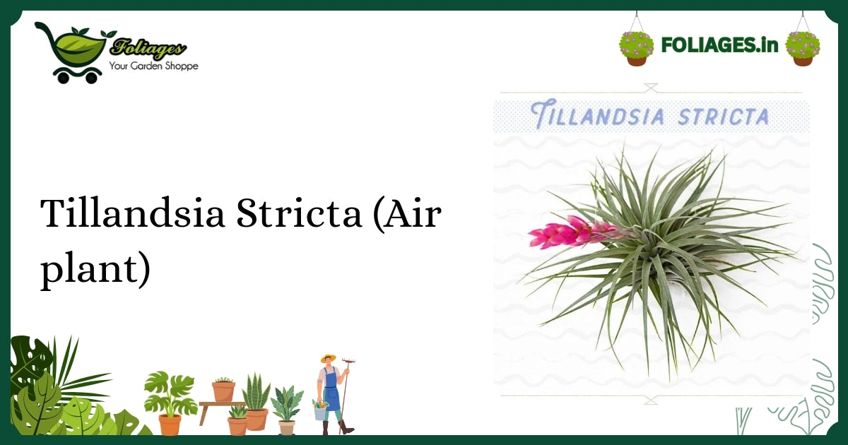 Tillandsia Stricta Air Plant Care: Soft Green-Silver Foliage Tips