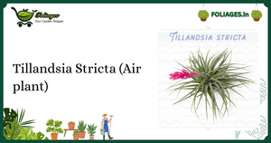 Tillandsia Stricta Air Plant Care: Soft Green-Silver Foliage Tips