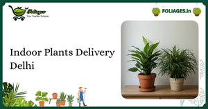 Indoor Plants Delivery Delhi: Trusted Care & Buying Guide