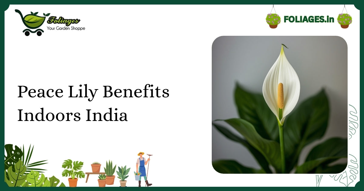 Peace Lily Benefits Indoors India: Care and Tips