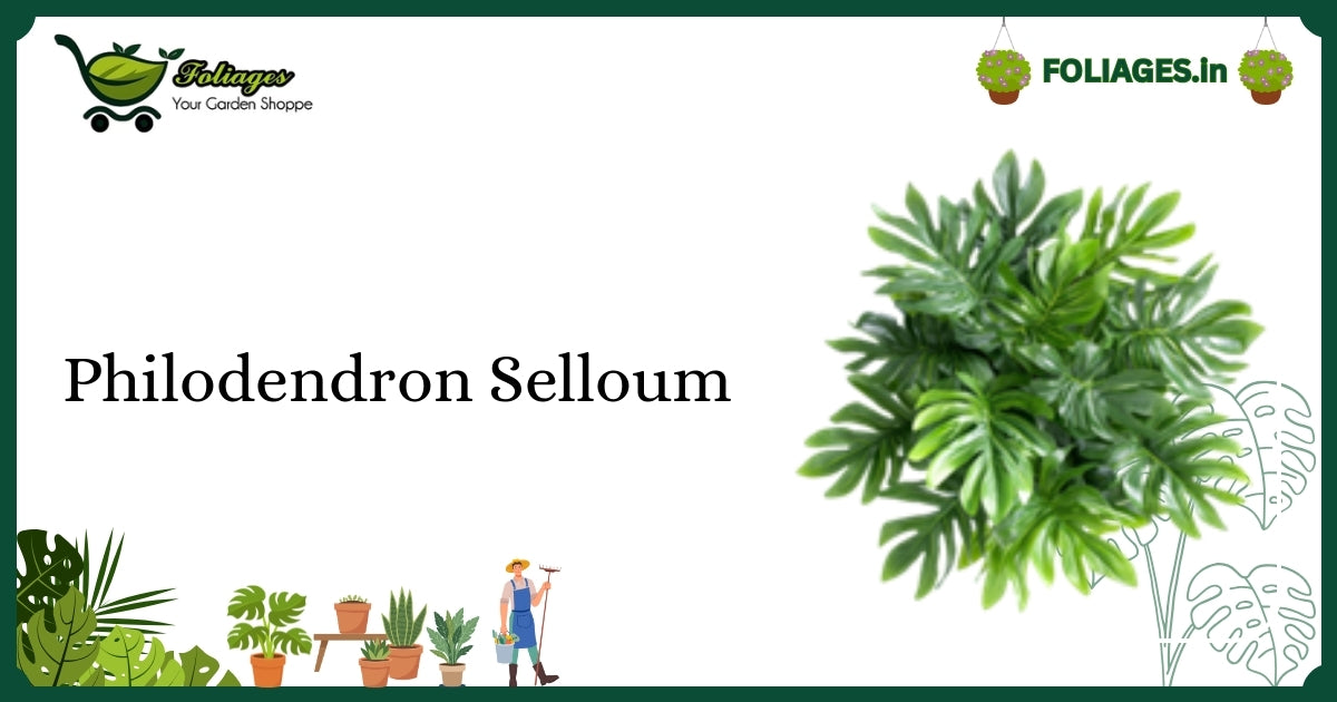 Philodendron Selloum Care India: Compact Jiffy-Sized Deeply Lobed Leaves
