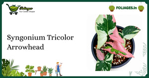 Syngonium Tricolor Arrowhead Care: Keeping Pink-Green-White Variegation Stable