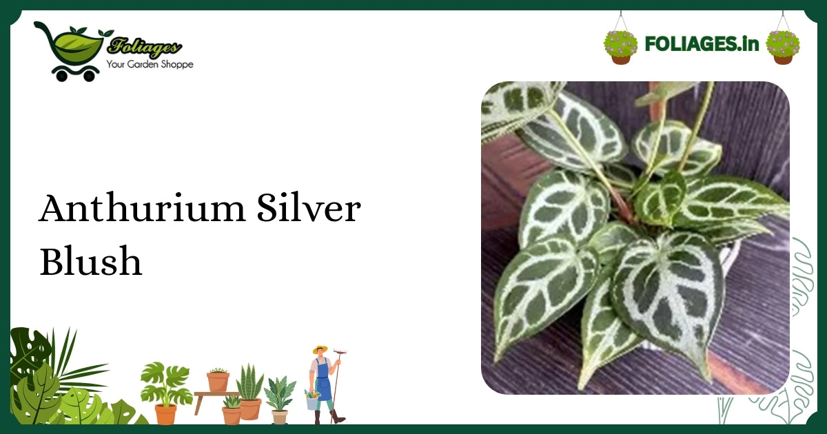 Anthurium Silver Blush Care: Velvet Leaves & Silver Veins in India
