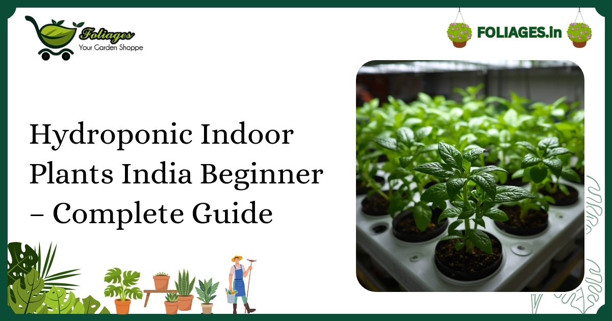 Hydroponic Indoor Plants India Beginner – Complete Guide