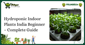 Hydroponic Indoor Plants India Beginner – Complete Guide