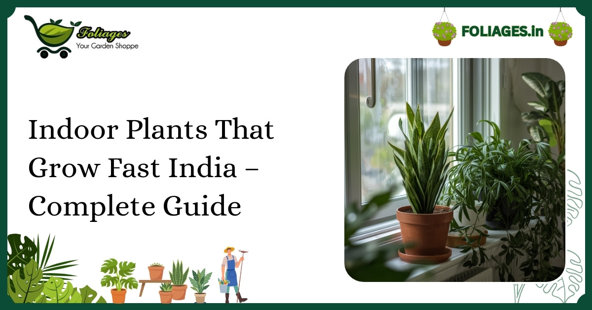 Indoor Plants That Grow Fast India – Complete Guide