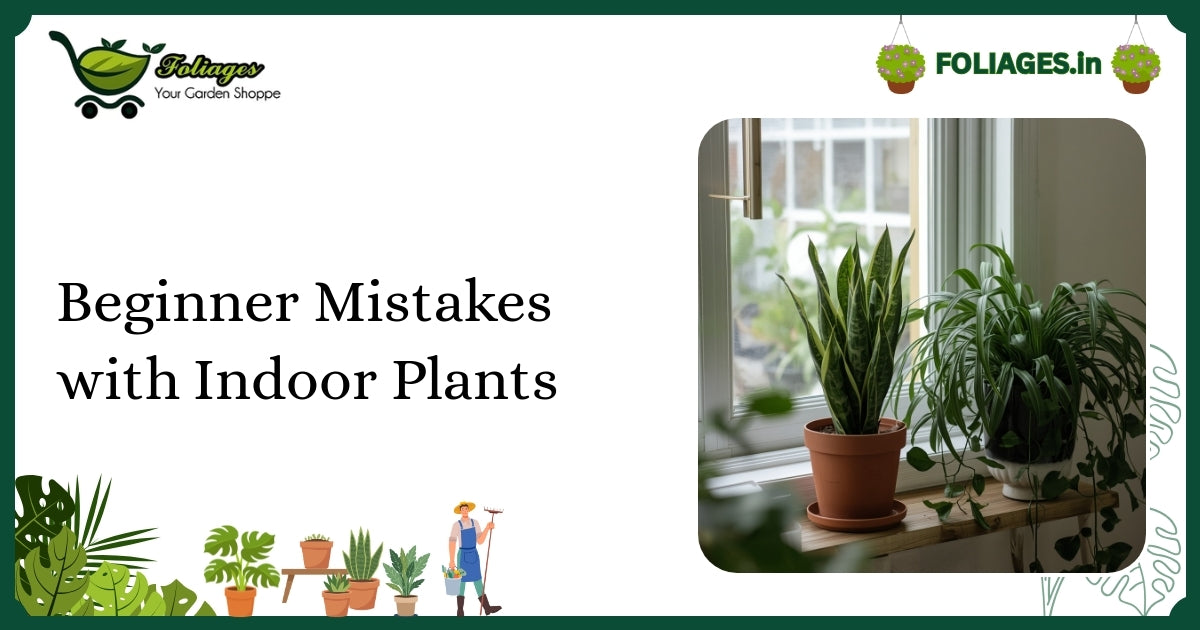 Beginner Mistakes with Indoor Plants: A Practical Guide for India
