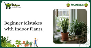 Beginner Mistakes with Indoor Plants: A Practical Guide for India