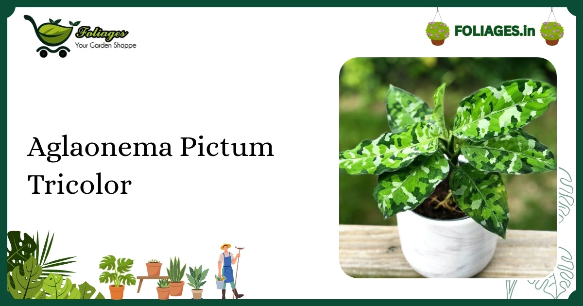 Aglaonema Pictum Tricolor Care: Rare Triple Green Variegation in India