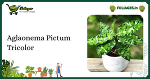 Aglaonema Pictum Tricolor Care: Rare Triple Green Variegation in India
