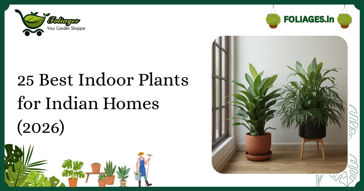 25 Best Indoor Plants for Indian Homes (2026) Guide