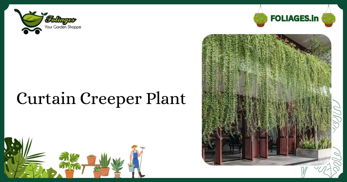 Curtain Creeper Plant Care: Evergreen Climber for Natural Green Curtains