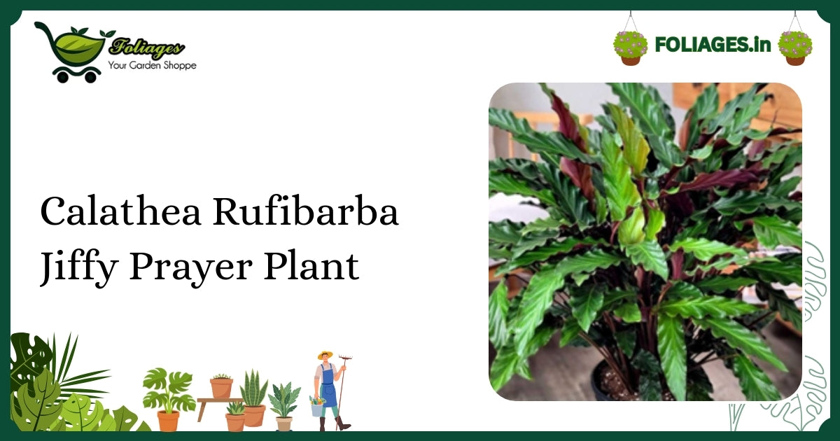 Calathea Rufibarba Jiffy Prayer Plant Care Guide for India