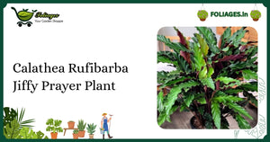 Calathea Rufibarba Jiffy Prayer Plant Care Guide for India
