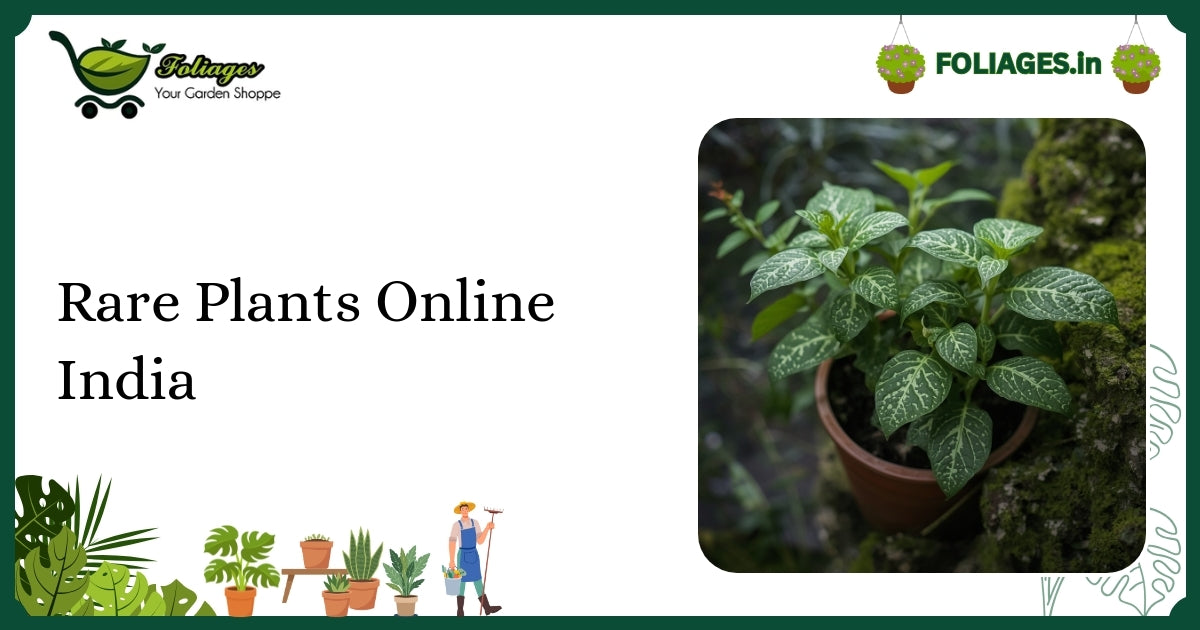 Rare Plants Online India: A Guide for Indian Collectors