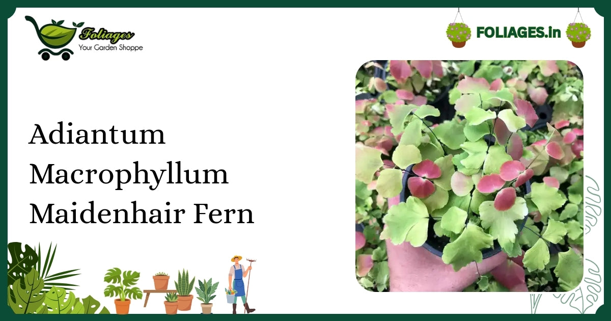 Adiantum Macrophyllum Care India: Rare Peach-Pink to Deep Green Fern