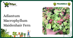 Adiantum Macrophyllum Care India: Rare Peach-Pink to Deep Green Fern