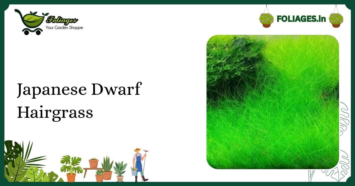 Japanese Dwarf Hairgrass Care: Vibrant Green to Reddish-Pink Aquatic Grass