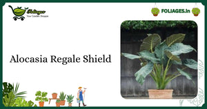 Alocasia Regale Shield Care: Velvety Deep Green Aroid for India