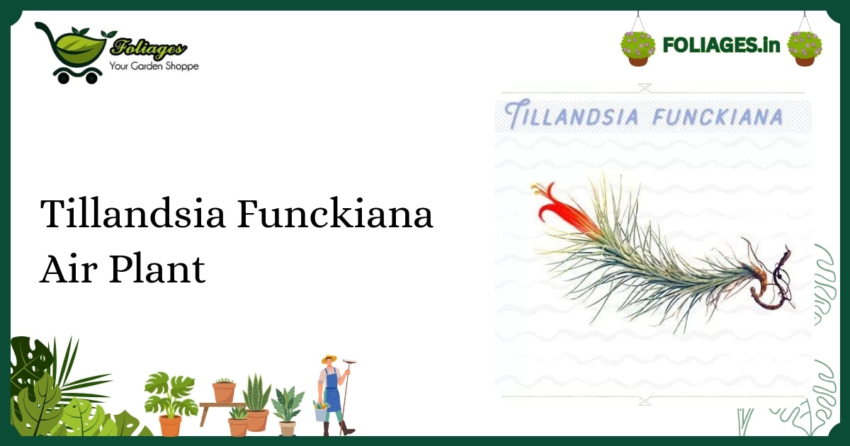 Tillandsia Funckiana Air Plant Care: Quill Leaves & Neon Bloom