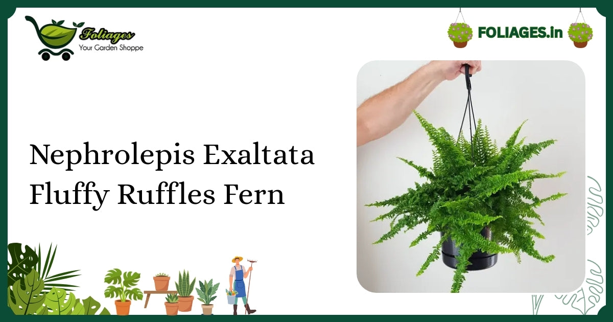 Nephrolepis Exaltata Fluffy Ruffles Fern: Care for Dense Ruffled Fronds in India