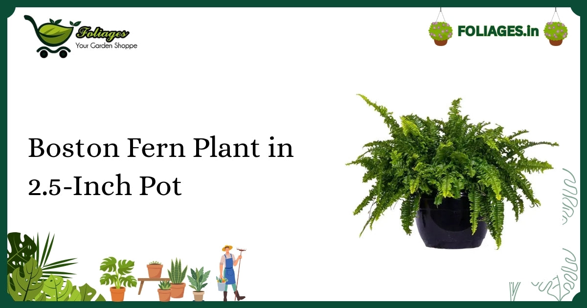 Boston Fern Plant in 2.5-Inch Pot: Care Guide for Indian Homes