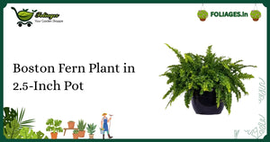 Boston Fern Plant in 2.5-Inch Pot: Care Guide for Indian Homes