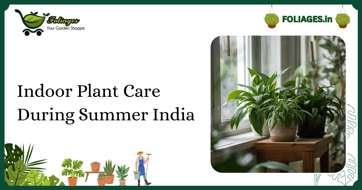 Indoor Plant Care During Summer India: Essential Tips