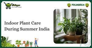 Indoor Plant Care During Summer India: Essential Tips