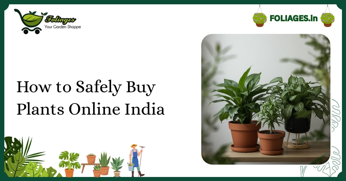 How to Safely Buy Plants Online India: A Practical Guide
