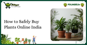 How to Safely Buy Plants Online India: A Practical Guide