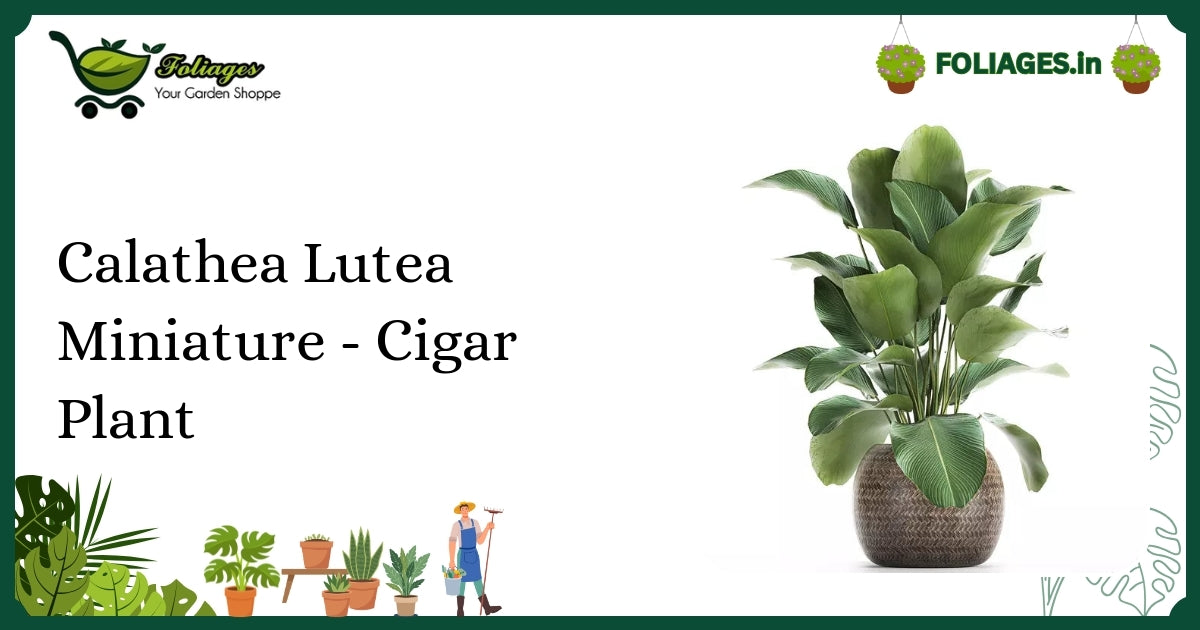 Calathea Lutea Miniature - Cigar Plant Care Guide for India