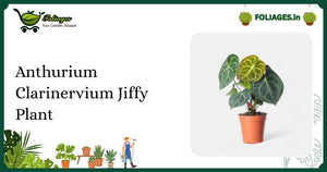 Anthurium Clarinervium Jiffy Plant Care: Velvet Leaves & White Veins