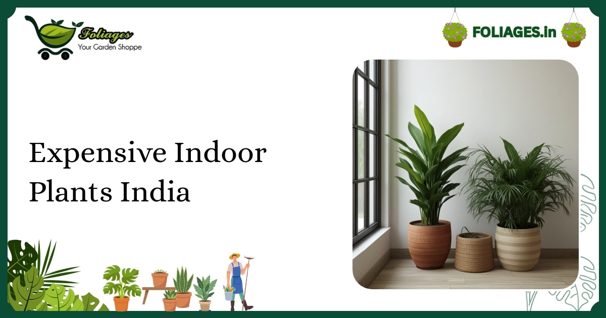 Expensive Indoor Plants India: Care, Varieties & Buying Guide