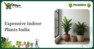 Expensive Indoor Plants India: Care, Varieties & Buying Guide