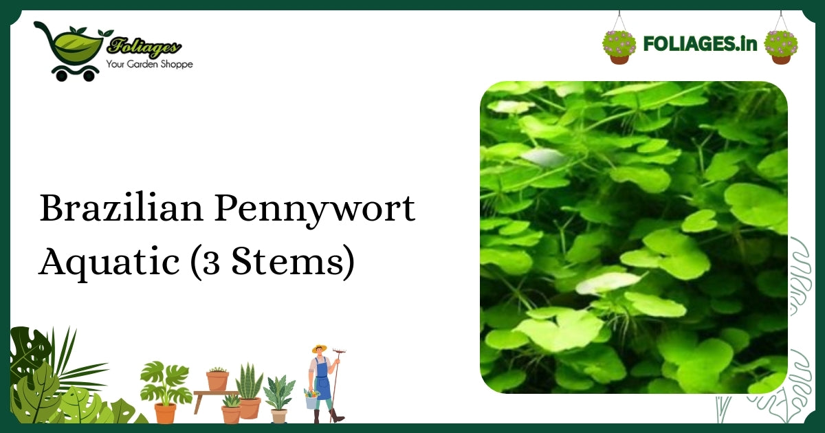 Vibrant Green Brazilian Pennywort Aquatic (3 Stems) Care in India