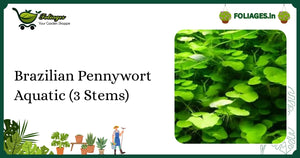 Vibrant Green Brazilian Pennywort Aquatic (3 Stems) Care in India