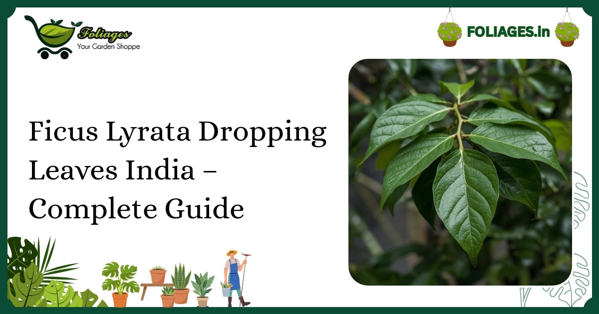 Ficus Lyrata Dropping Leaves India – Complete Guide