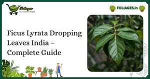 Ficus Lyrata Dropping Leaves India – Complete Guide